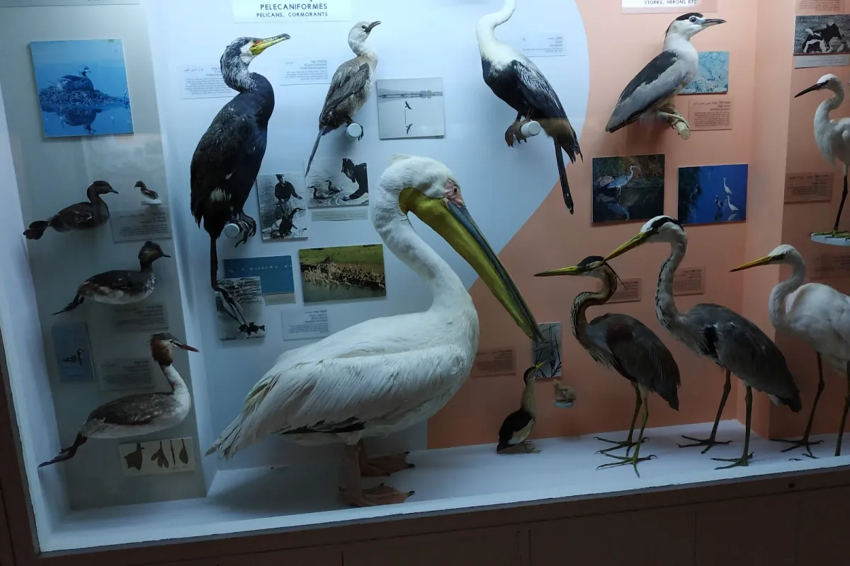 Beit Ussishkin Nature Museum photo 1