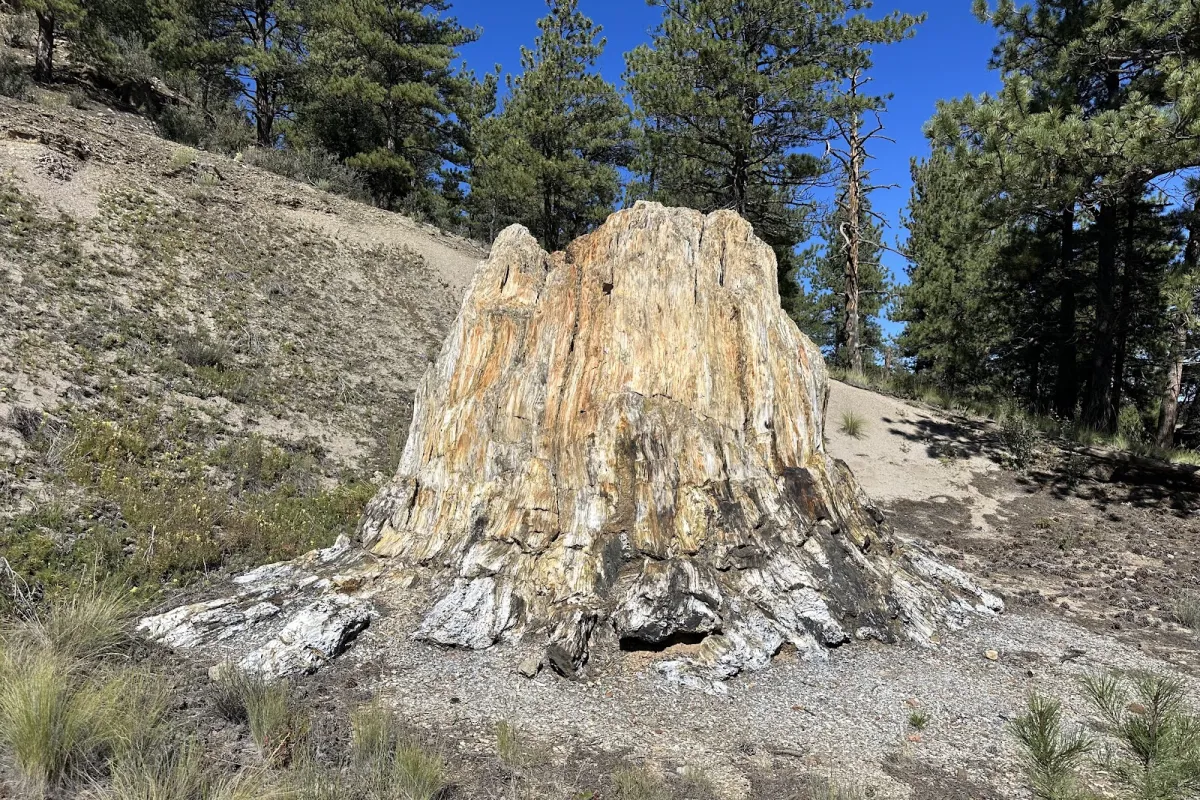 Florissant Fossil Beds National Monument photo 1