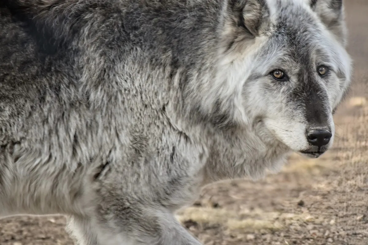 Colorado Wolf and Wildlife Center photo 1