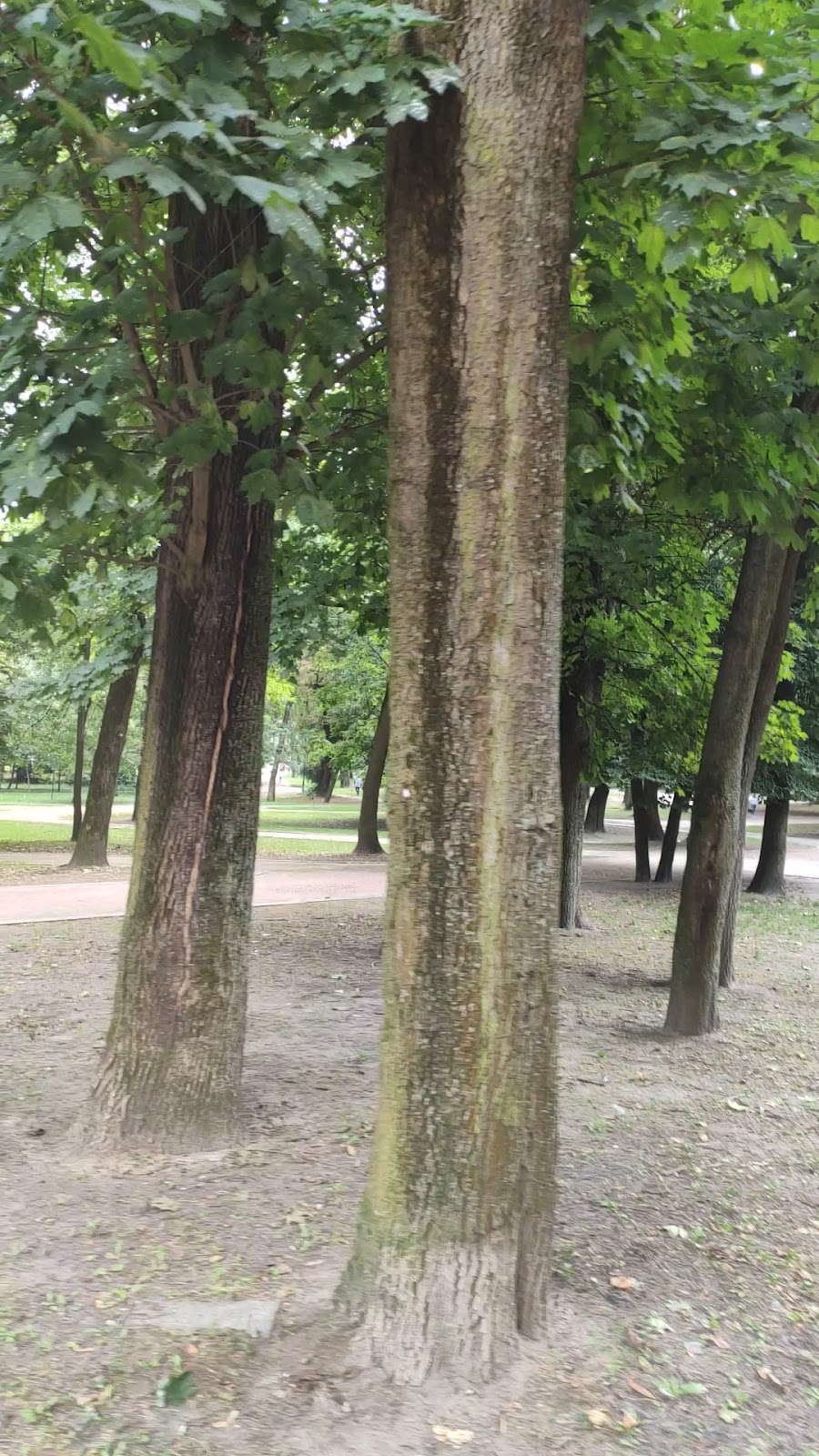 Ivan Franko Park photo 5
