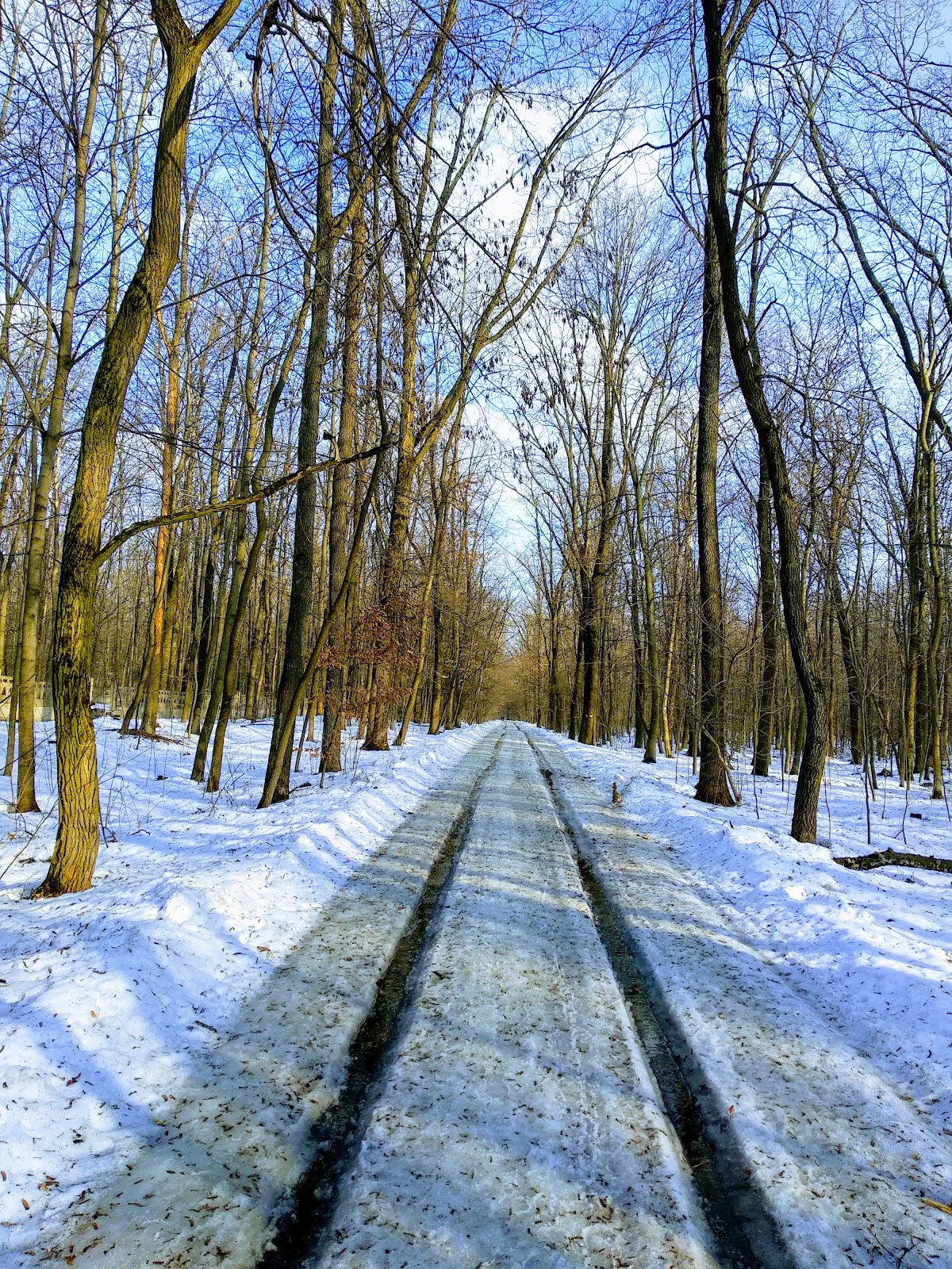 Holosiivskyi National Natural Park photo 6