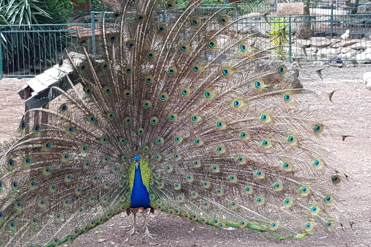 פינת חי photo 1