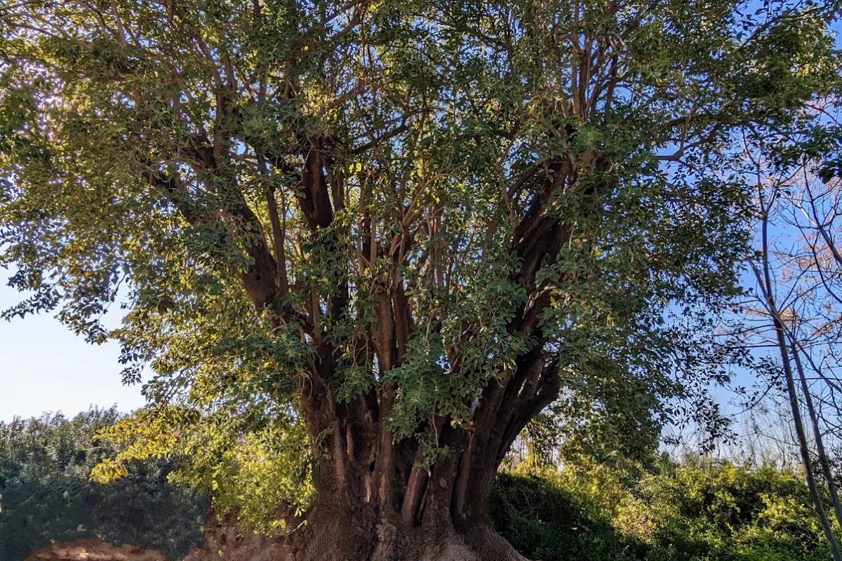 Baron Garden Menashe photo 1