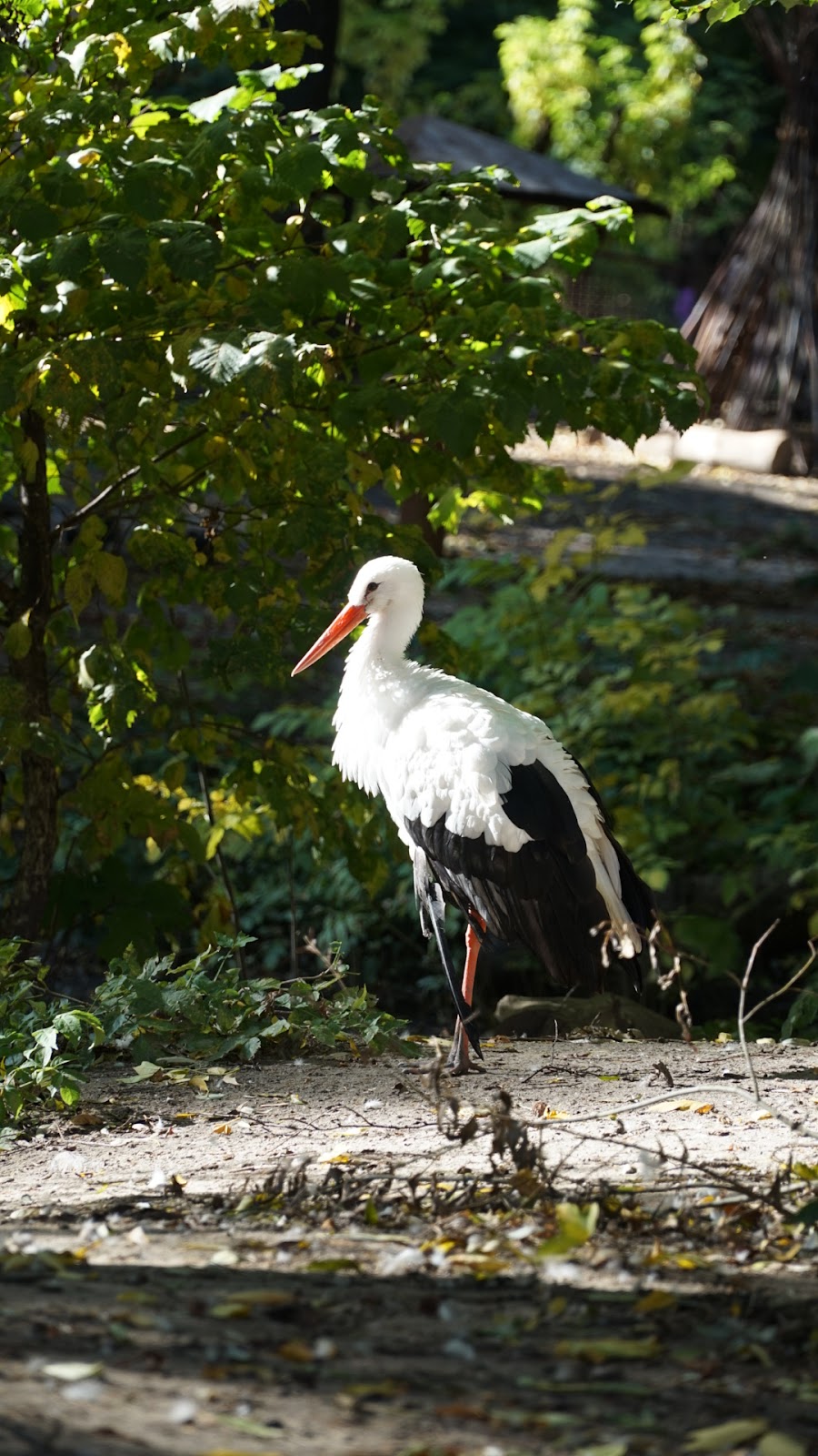 Kiev Zoo photo 6