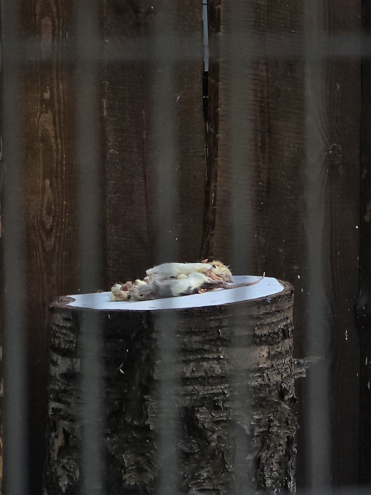 Kiev Zoo photo 3
