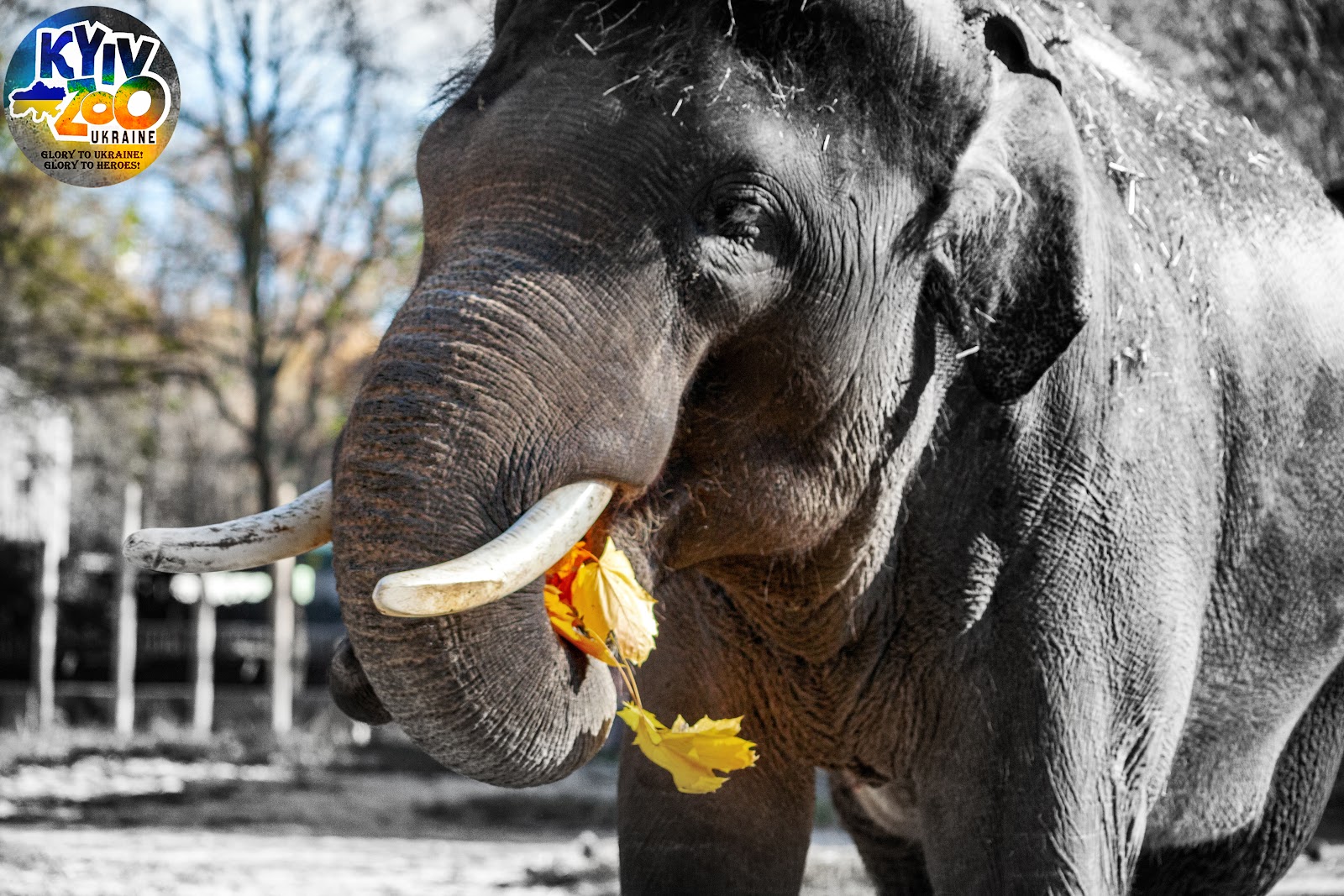 Kiev Zoo photo 7
