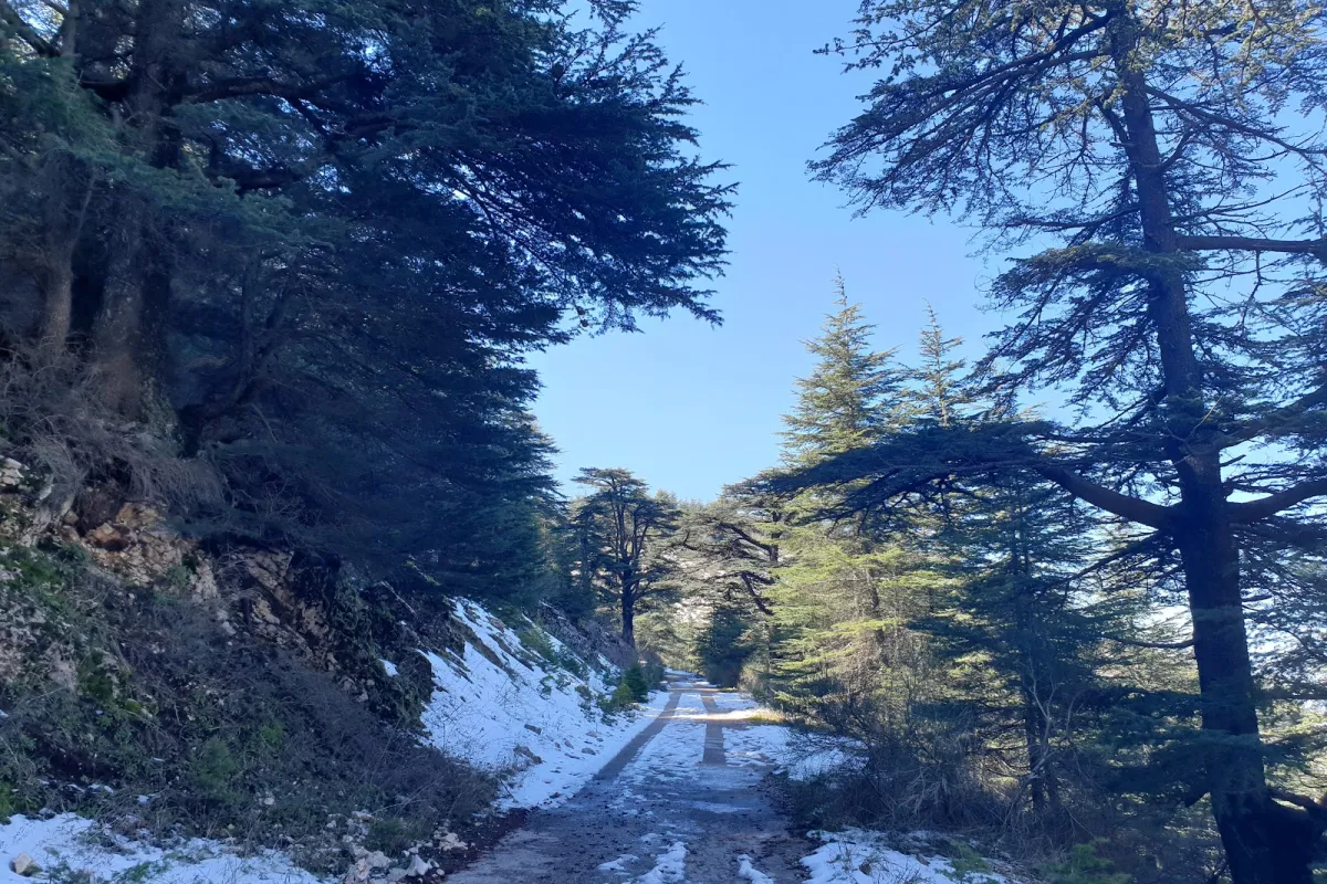 Shouf biosphere Reserve /Ain Zhalta-Bmohrai Forest photo 1