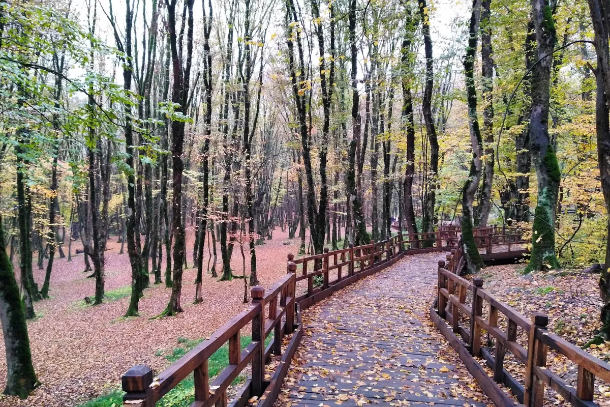 Alangdareh Forest Park photo 1