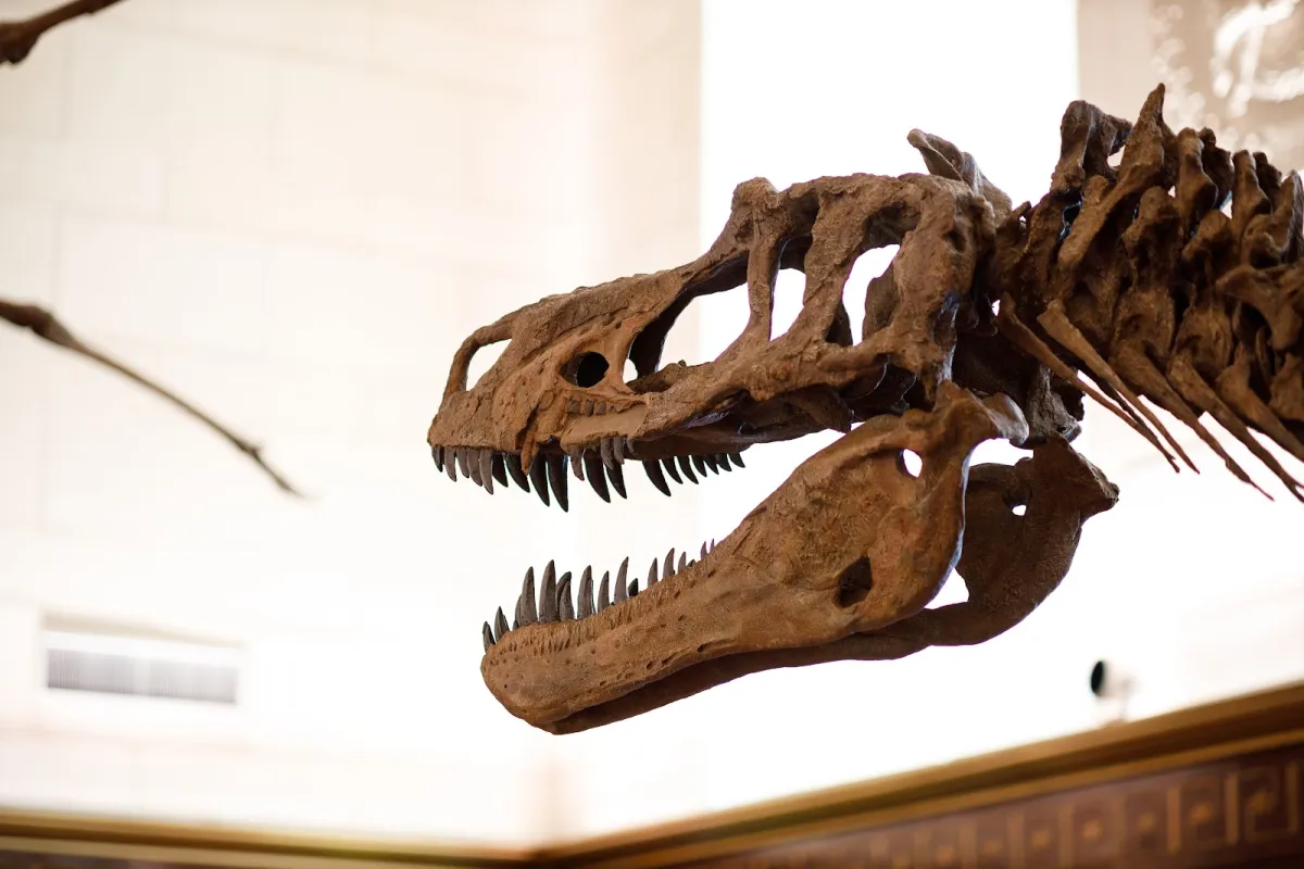 Texas Science & Natural History Museum photo 1