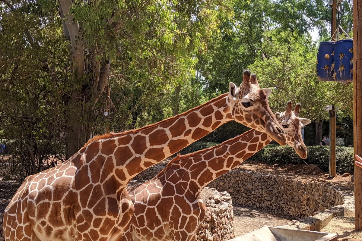 Ramat Gan Safari photo 1