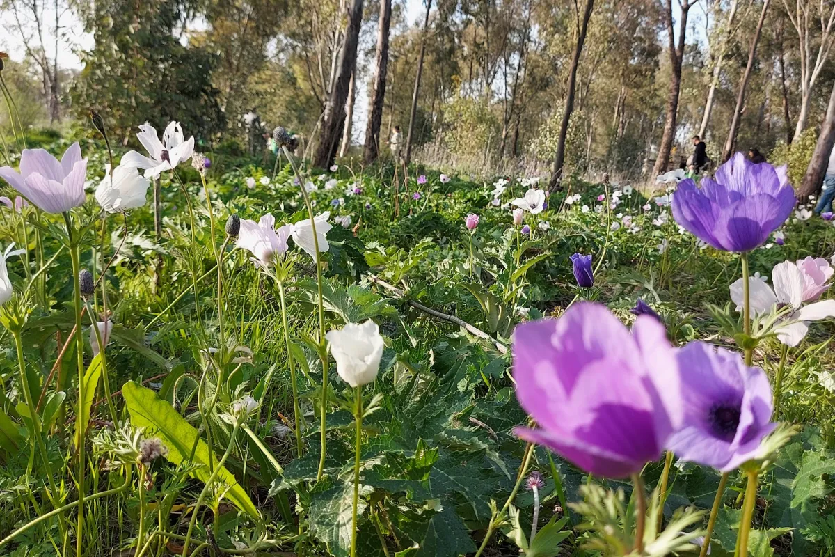 שביל הכלניות photo 1