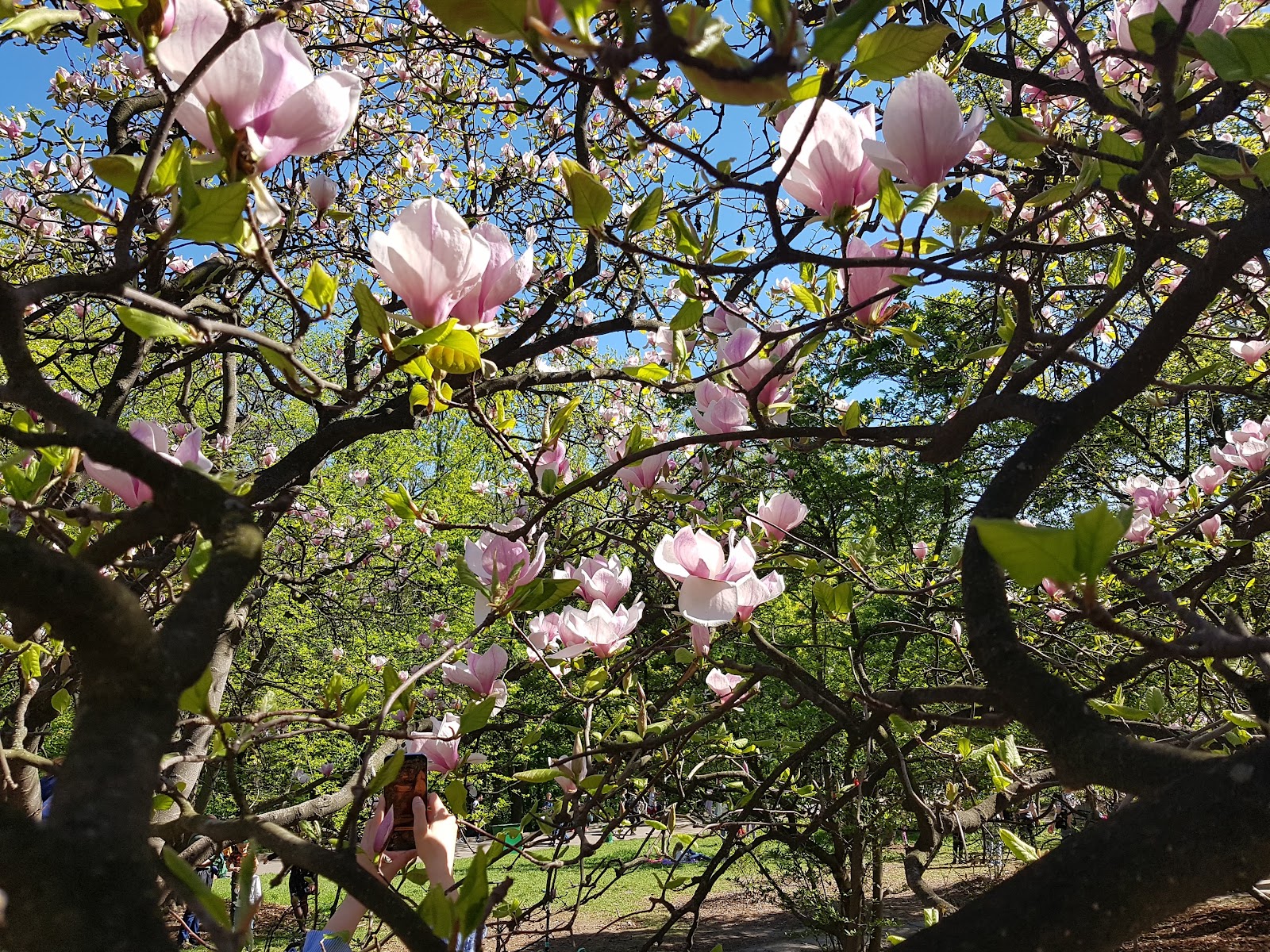 Kyiv National Botanical Garden photo 6