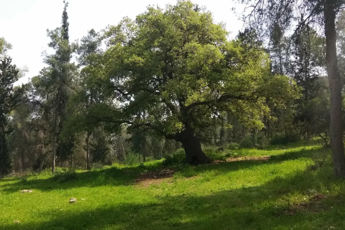 Iron Forest photo 1