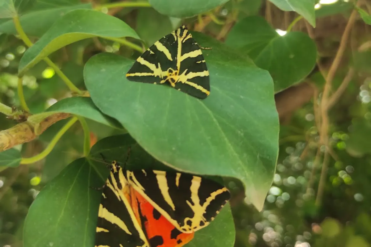 Butterflies Nature Reserve photo 1