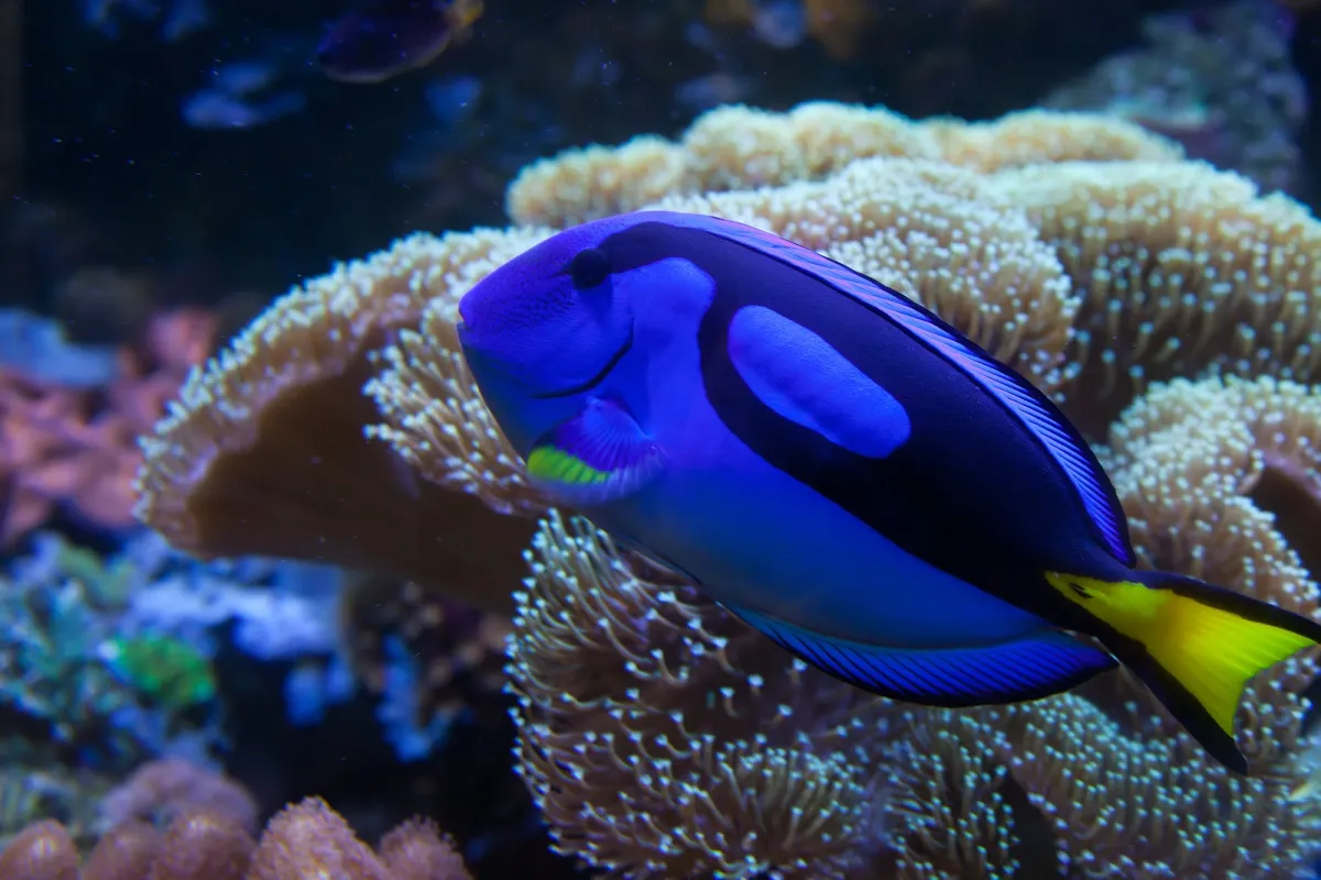 ABQ BioPark Aquarium photo 1
