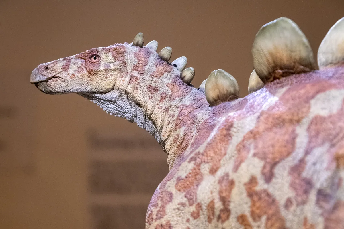 Morrison Natural History Museum photo 1