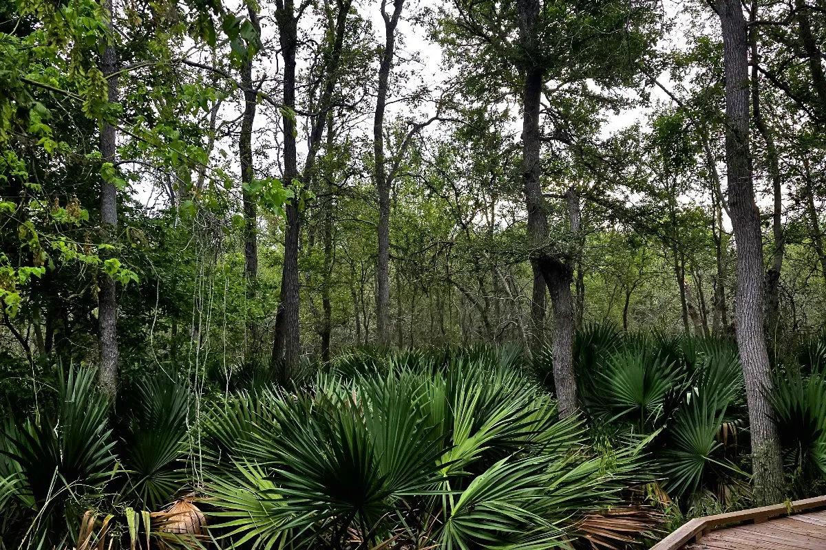 Palmetto State Park photo 1