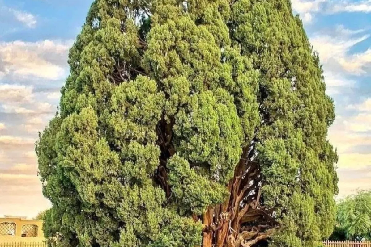 Cypress of Abarkuh photo 1
