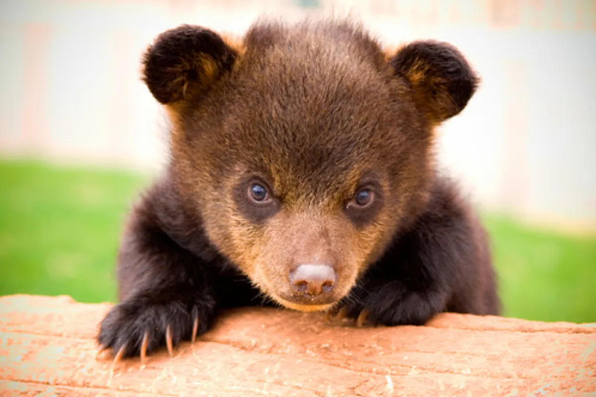 Bear Country USA photo 1