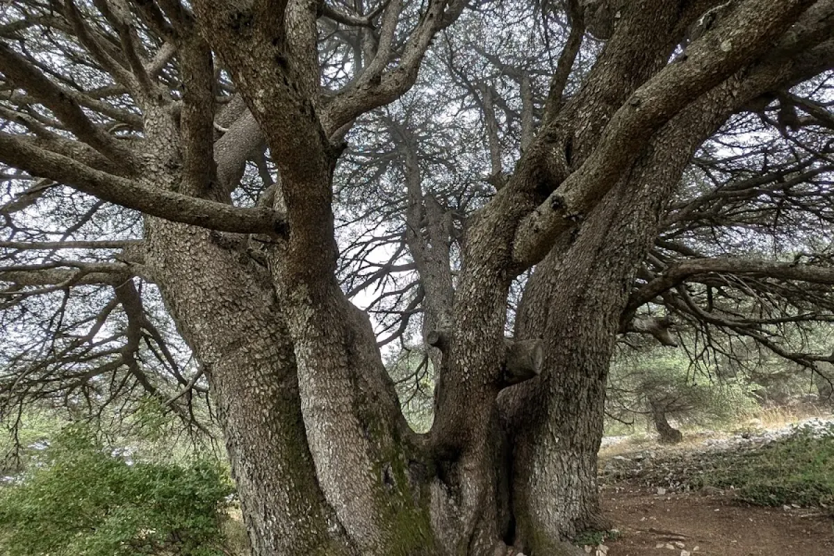 Cedars Of Lebanon photo 1