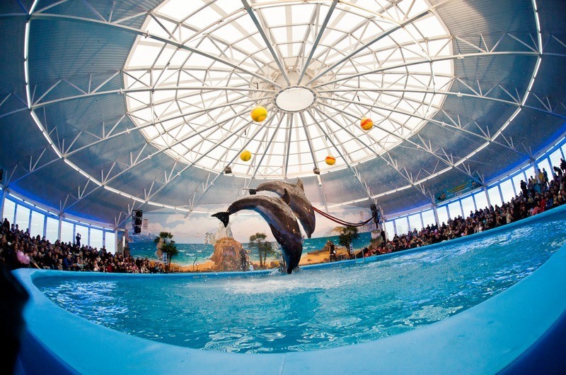 Dolphinarium Nemo photo 7