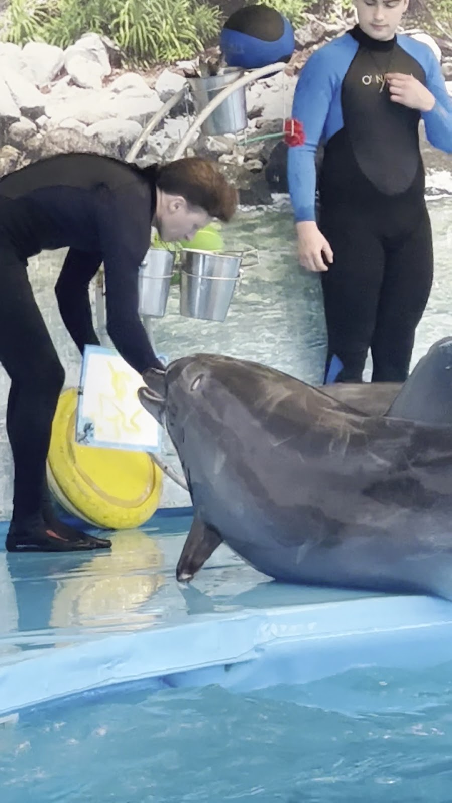 Dolphinarium Nemo photo 5