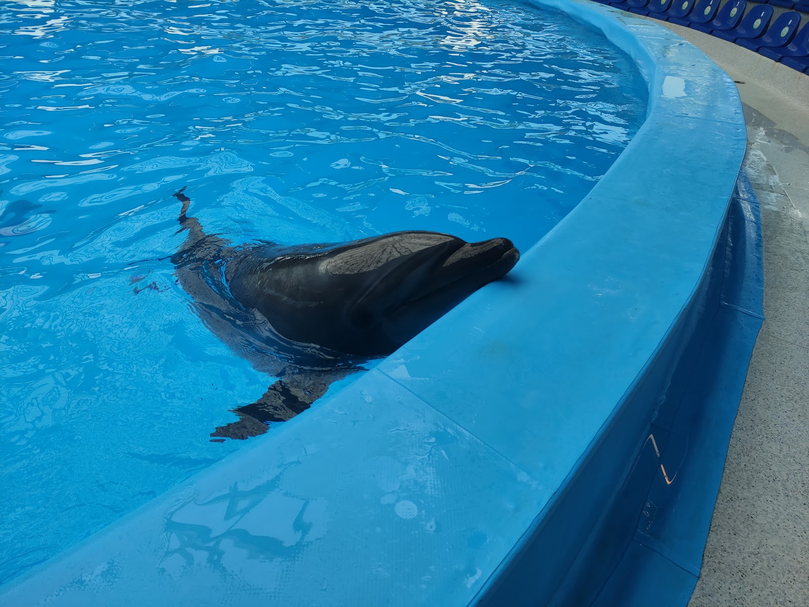Dolphinarium Nemo photo 3