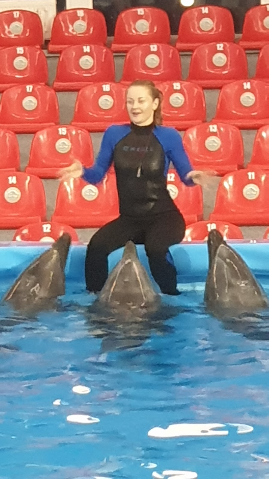 Dolphinarium Nemo photo 9