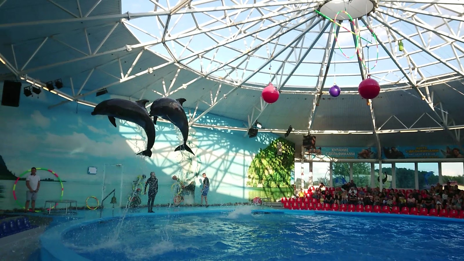 Dolphinarium Nemo photo 4