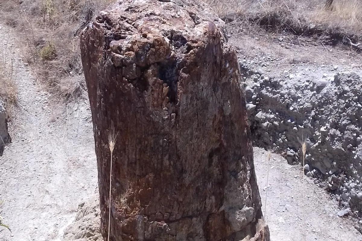 Petrified Forest of Lesvos - Bali Alonia Park photo 1