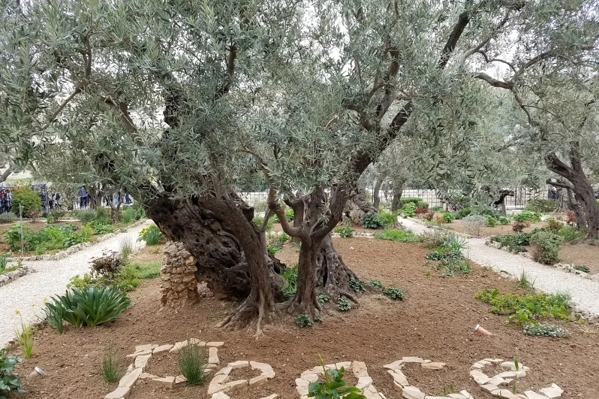 Gethsemane photo 1