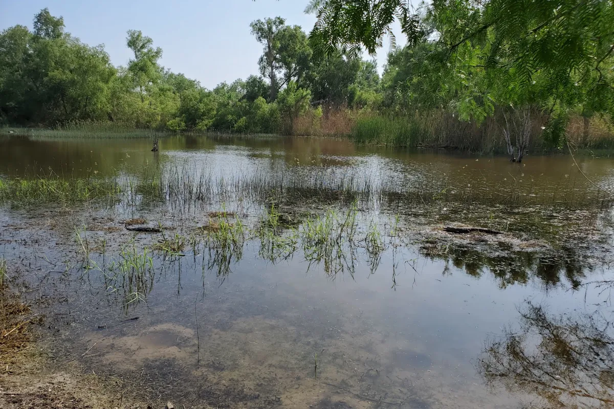 Estero Llano Grande State Park photo 1