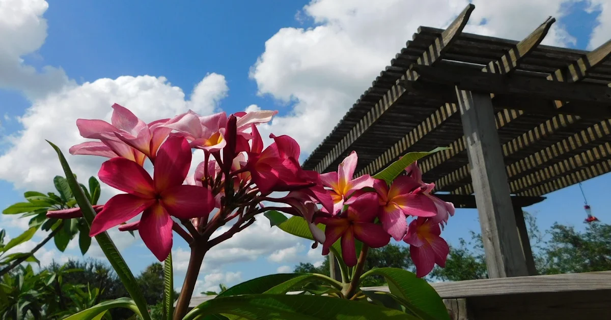 South Texas Botanical Gardens & Nature Center photo 1
