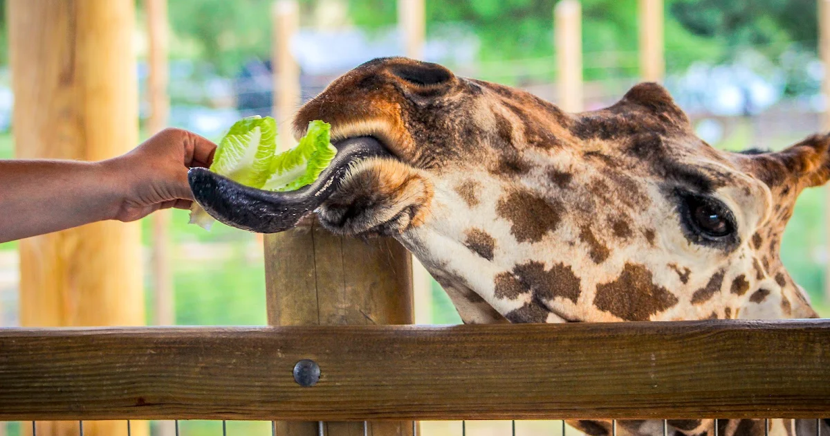 Abilene Zoo photo 1