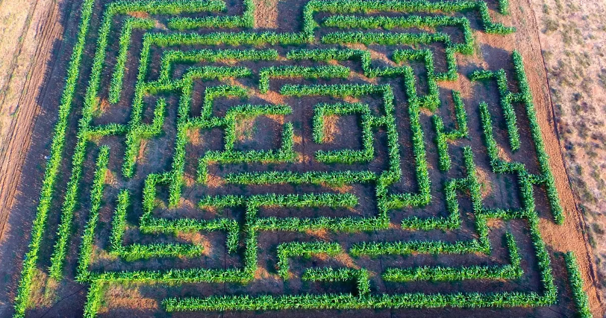 Cobs and Mazes photo 1