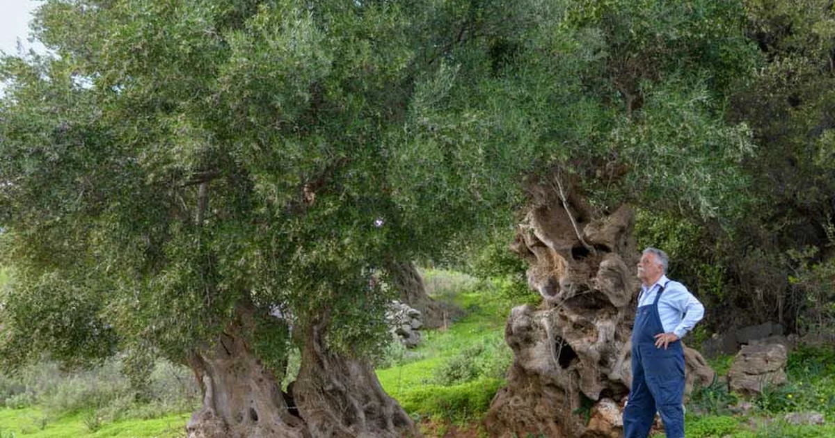 Vassilakis Estate - Olive Tour Crete photo 1