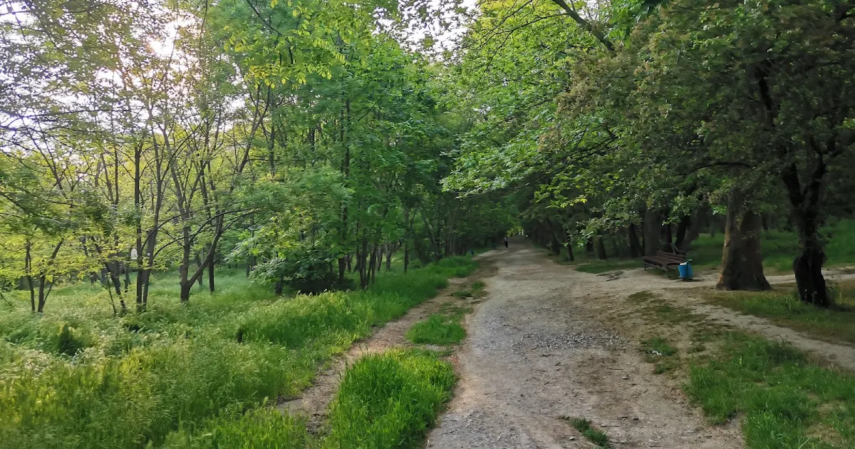 Pionerskaya grove photo 1