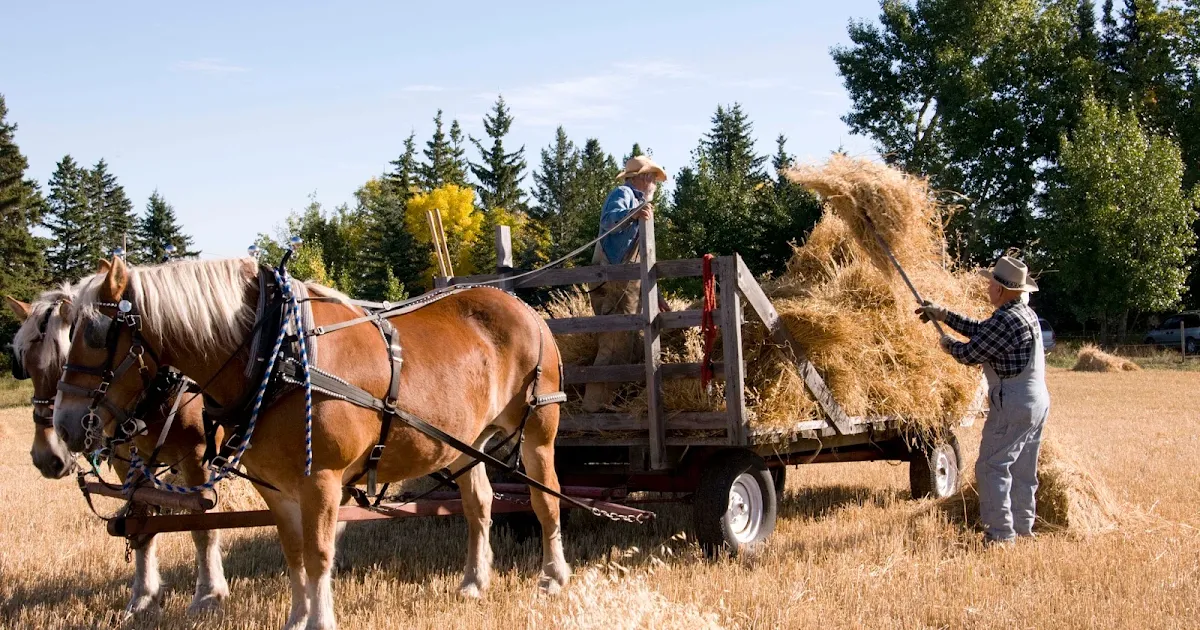 Stony Plain & Parkland Pioneer Museum photo 1
