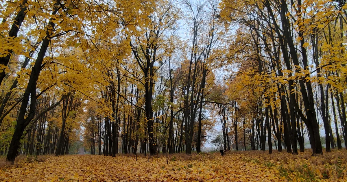 Peremohy Park photo 1