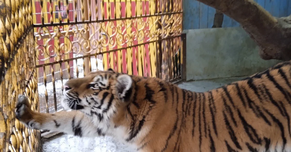 Zoo "Berendeevo" photo 1