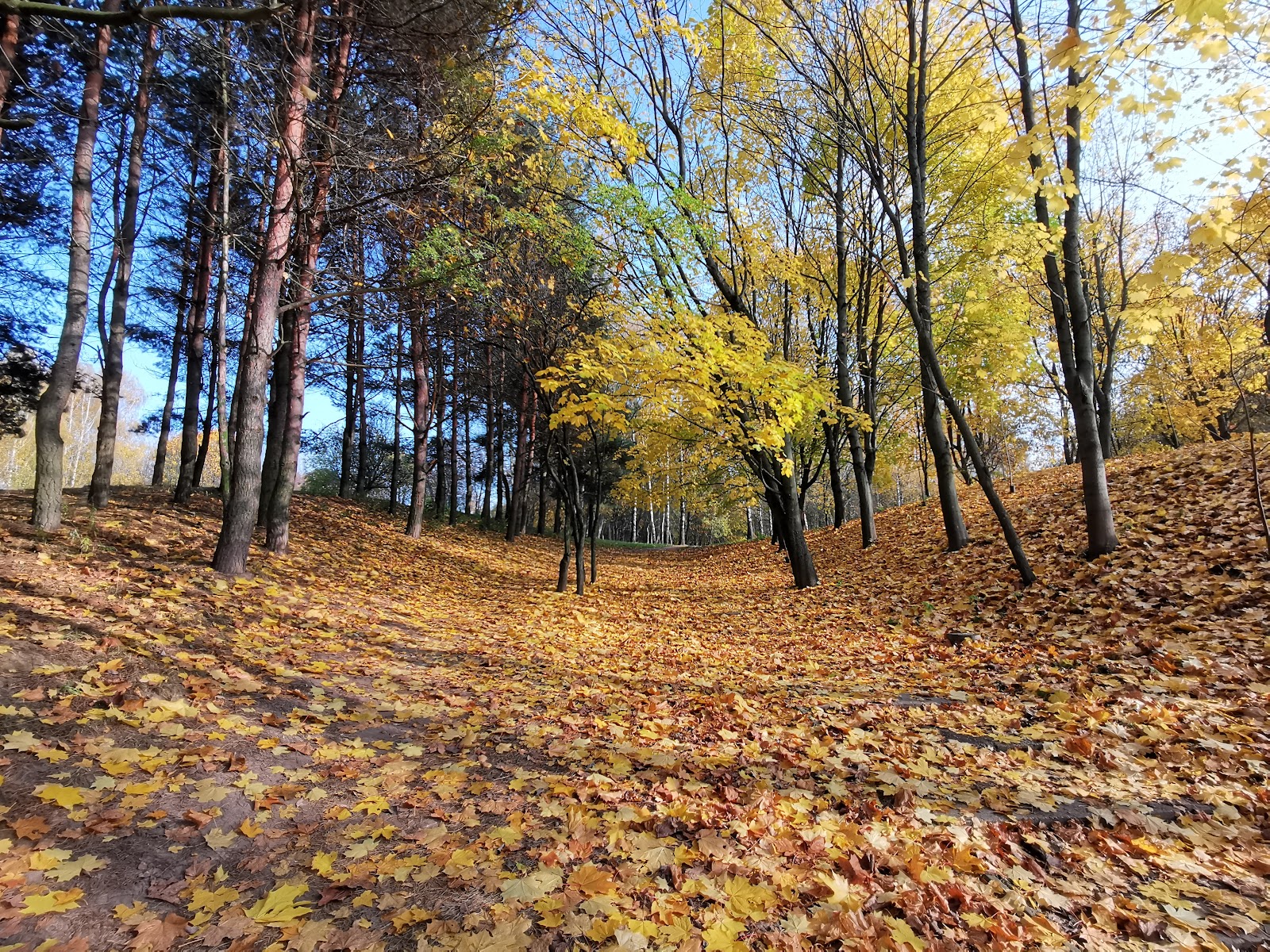 Kurasoŭšcyna Park photo 10