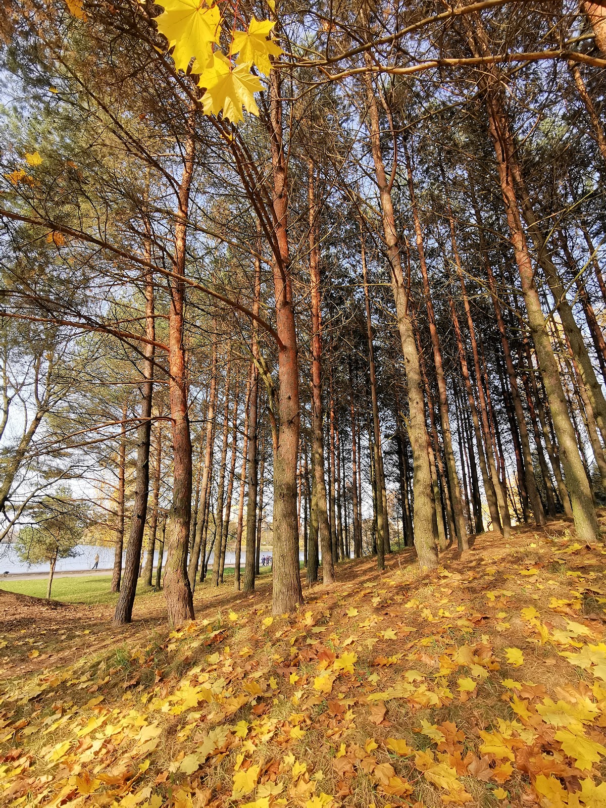 Kurasoŭšcyna Park photo 9