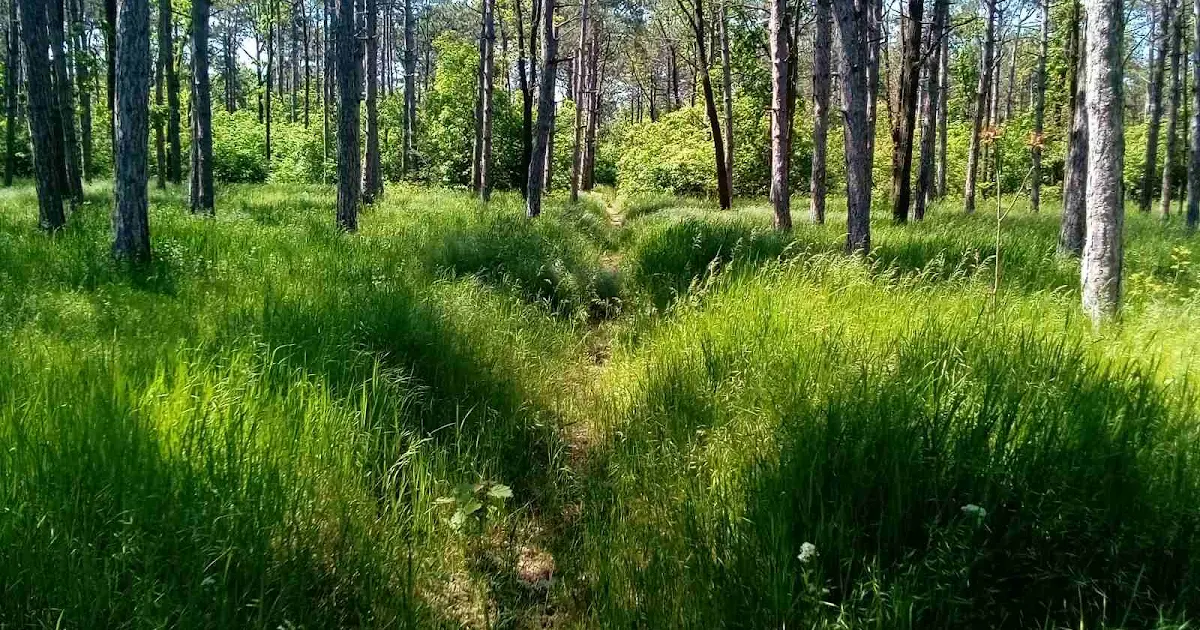 Luzanivsʹkyy Park, Landshaftnyy Zakaznyk photo 1