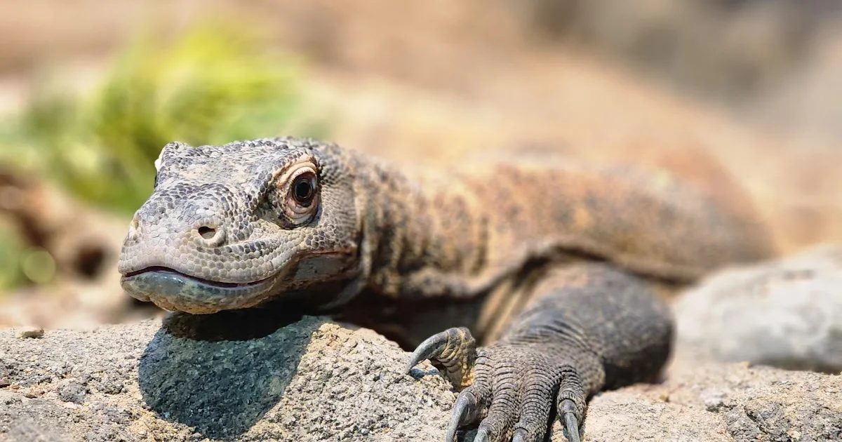 Reptilandia Zoo photo 1