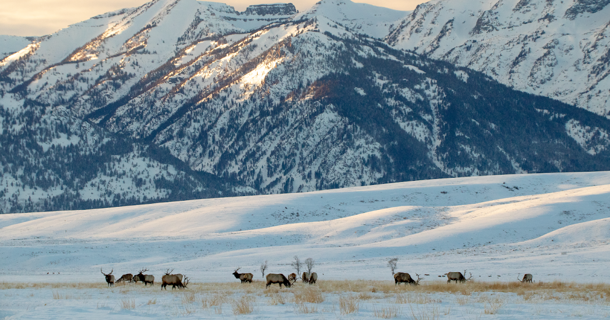 National Elk Refuge photo 1