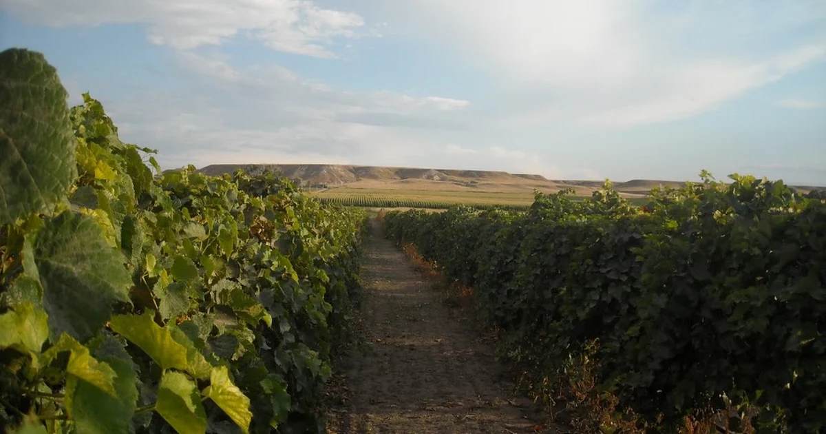Wyo Wine - Table Mountain Vineyards photo 1