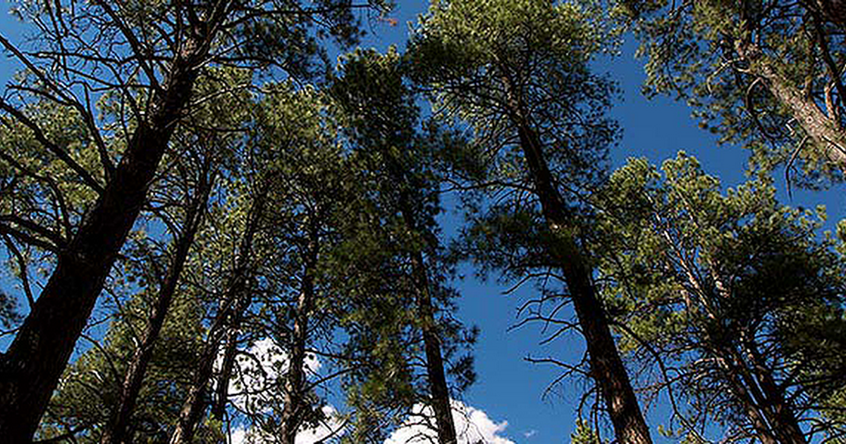 Manzano Mountains State Park photo 1
