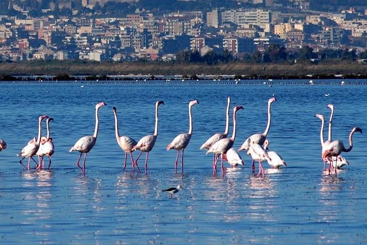 Parco Naturale Molentargius Saline photo 5