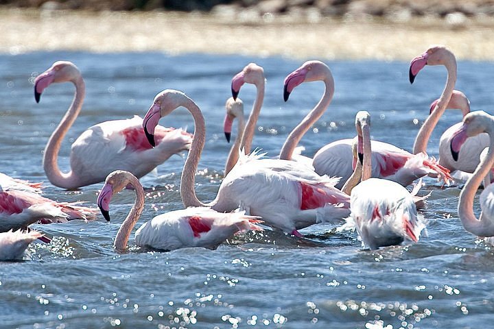 Parco Naturale Molentargius Saline photo 6