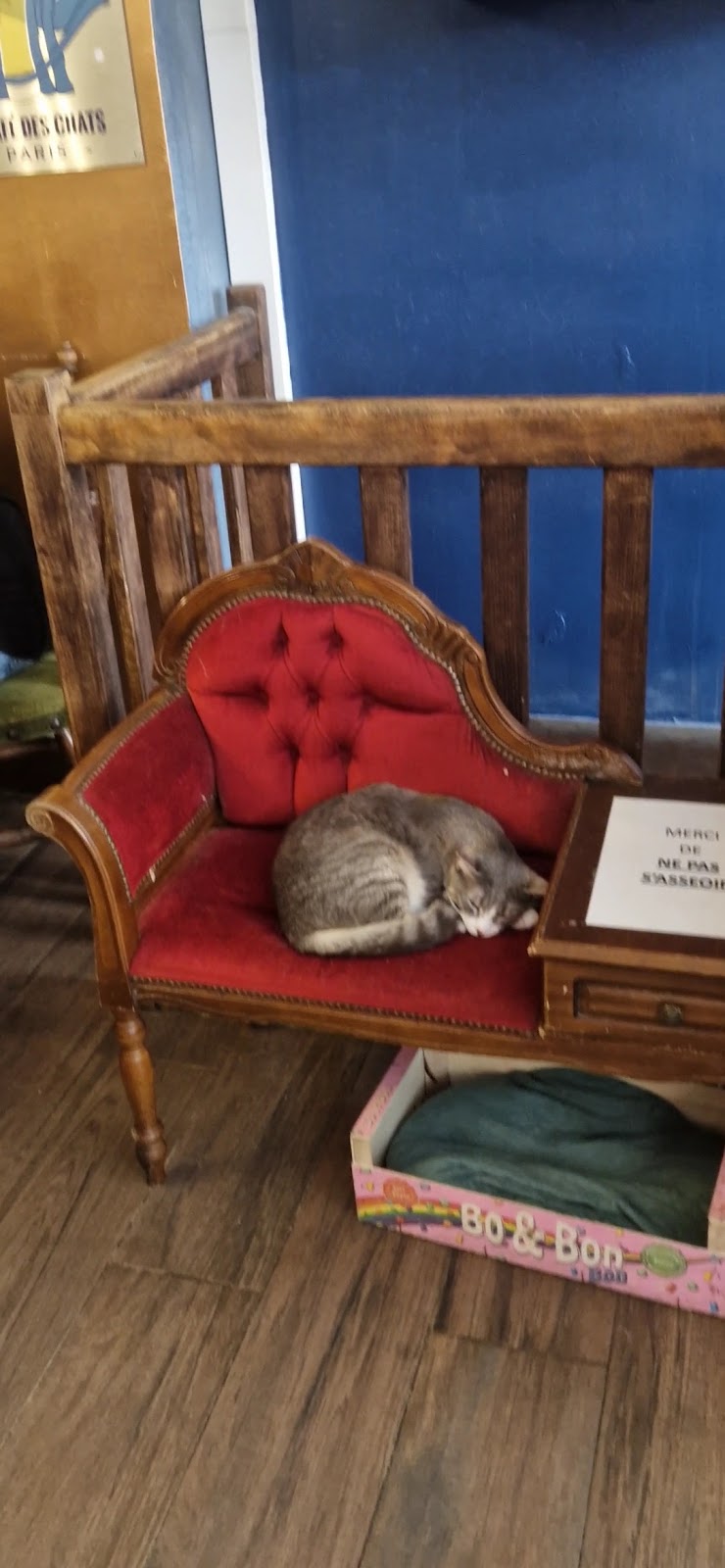 Le Café des Chats photo 7